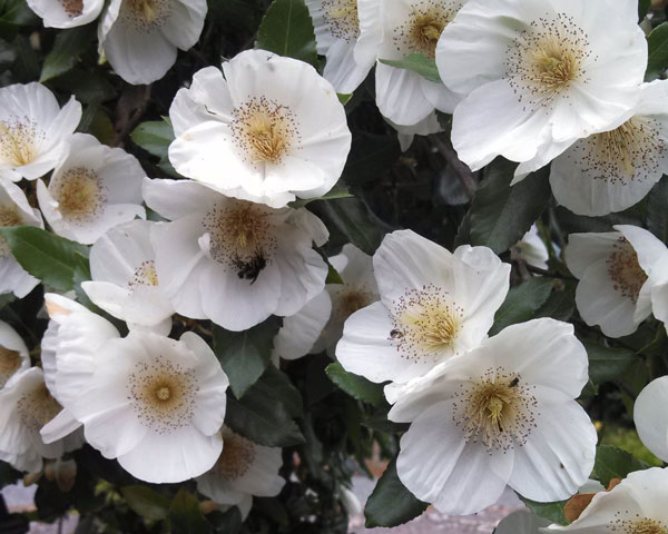 Who looks outside, dreams; who looks inside, awakes. - Carl G. Jung 