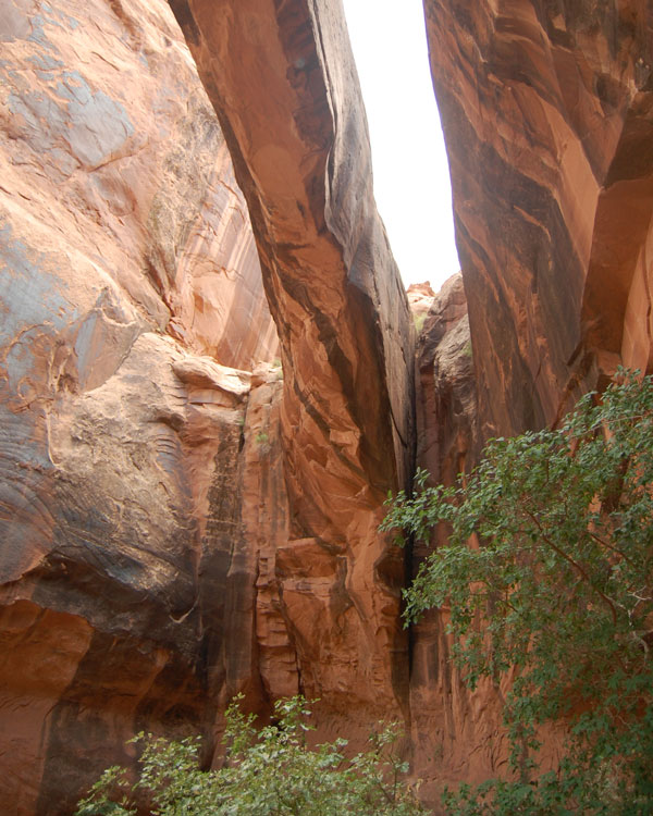 We must become ignorant of what we have been taught, and be, instead, bewildered. Rumi