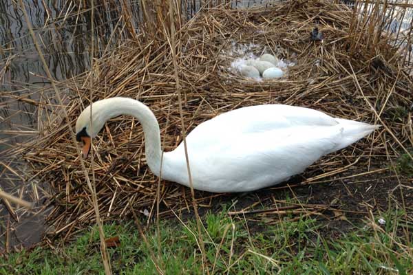 The purpose of life is to live it, to taste experience to the utmost, to reach out eagerly and without fear for newer and richer experience. - Eleanor Roosevelt