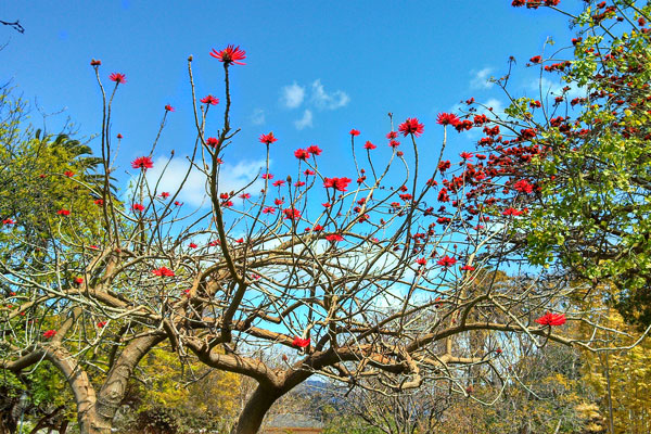 We need the courage to create ourselves daily, to be bodacious enough to create ourselves daily – as Christians, as Jews, as Muslims, as thinking, caring, laughing, loving human beings. I think that the courage to confront evil and turn it by dint of will into something applicable to the development of our evolution, individually and collectively, is exciting, honorable. - Maya Angelou