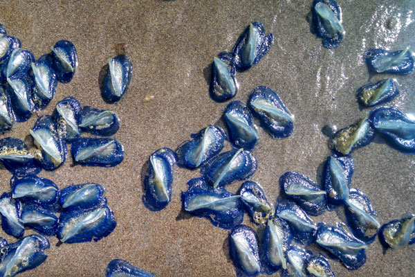 One touch of nature makes the whole world kin. - William Shakespeare