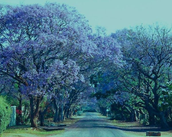 We live in the shelter of each other. - Irish proverb