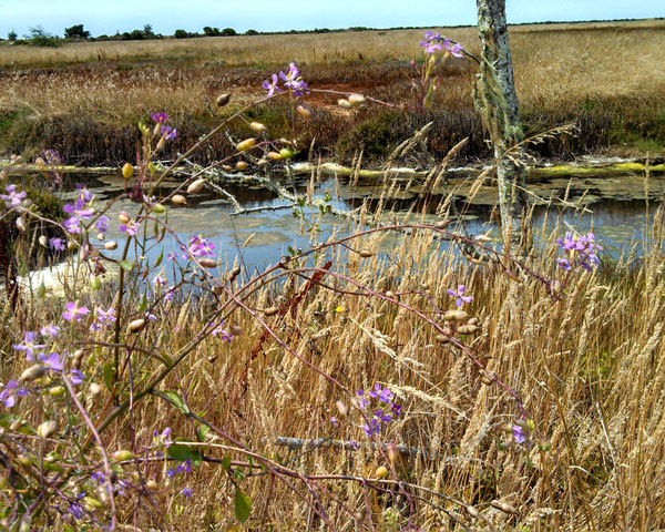 All journeys have secret destinations of which the traveler is unaware. - Martin Buber