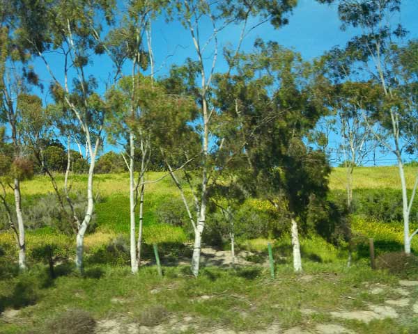 Mental Health is a process.  It is not a disease to be cured by locating a pathology, taking a pill, or even talking about a disorder.  Spiritual and physical health can only be achieved by examining systems, webs of interactions and movements,  and by working with the whole organism to create a new felt sense of equipoise. - Judy Rintoul