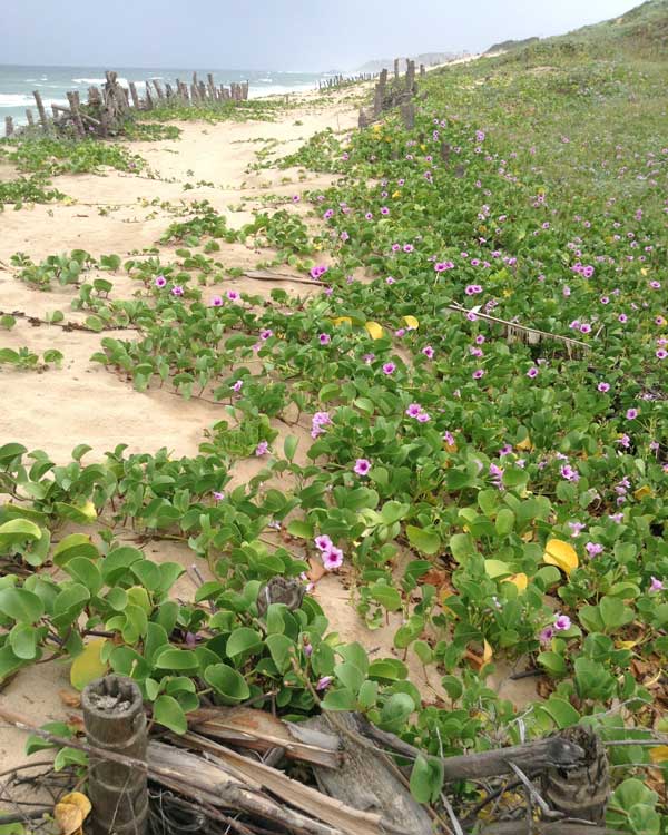 Freedom is something you have to be very careful about. Whatever you do you find yourself in chains. The freedom not to do something means that you’re absolutely bound to do something else. And there are your chains. - Pablo Picasso