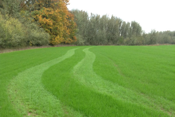 neuroplasticity-means-brains-grow-like-grass