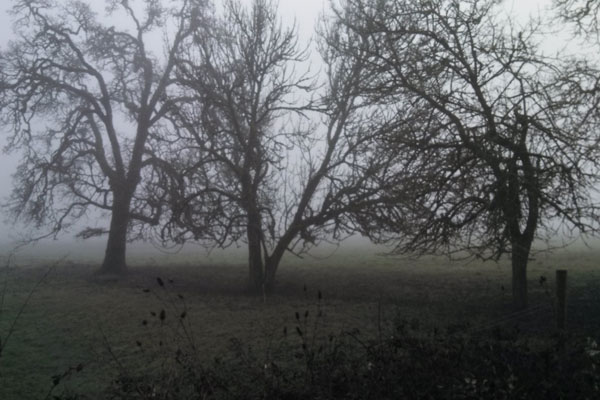 To individuate is to gradually actualize our innate capacity to live as a unique individual.  It is the consequence of a process of awakening that releases our innate potential. - Rob Preece