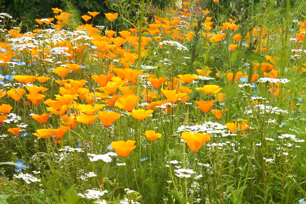 All intimate relationships require some degree of magic, because magic, not reason and will, accomplishes what the soul needs. - Thomas Moore