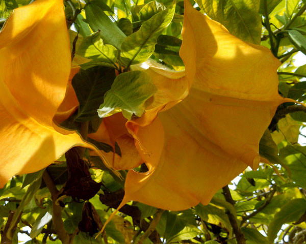 Life does not consist mainly, or even largely, of facts and happenings. It consists mainly of the storm of thought that is forever flowing through one’s head. - Mark Twain