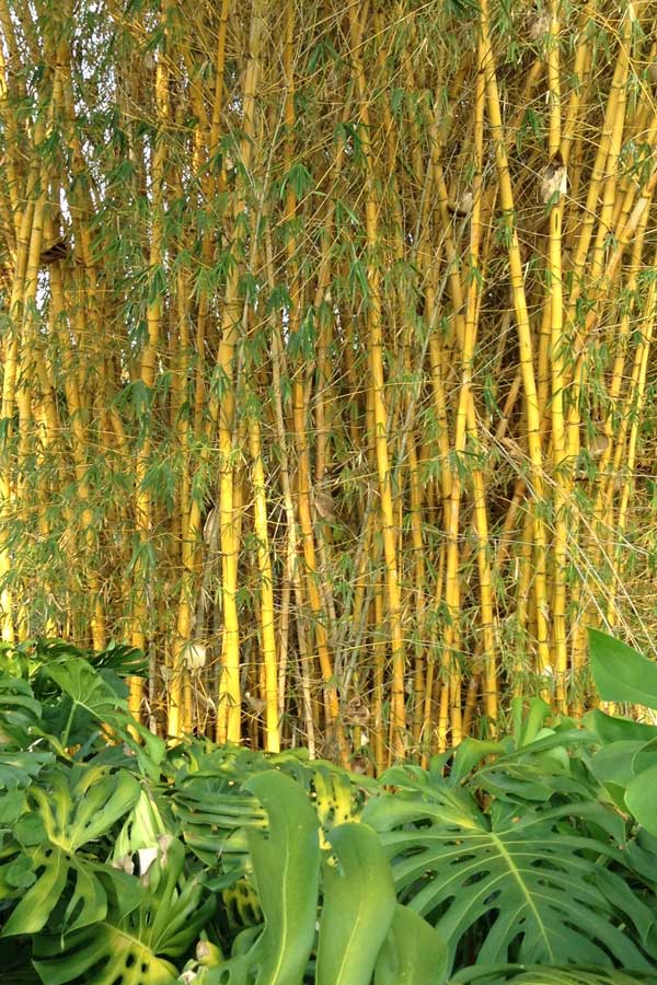 Any man who reads too much and uses his own brain too little falls into lazy habits of thinking. - Albert Einstein