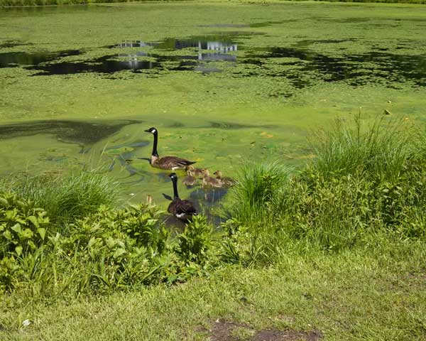 Surgeons can cut out everything except cause. - Herbert M. Shelton