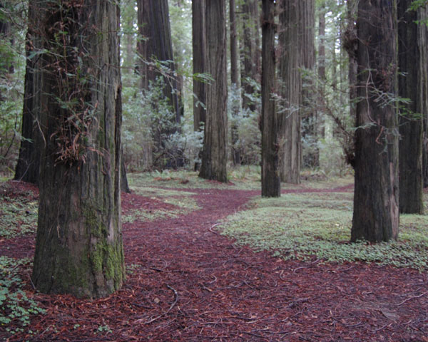 The secret of health for both mind and body is not to mourn for the past, not to worry about the future, or not to anticipate troubles, but to live in the present moment wisely and earnestly. - Buddha