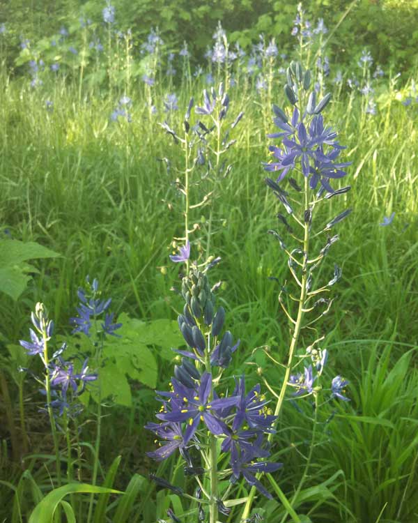 Happiness is the highest form of health. - Dalai Lama