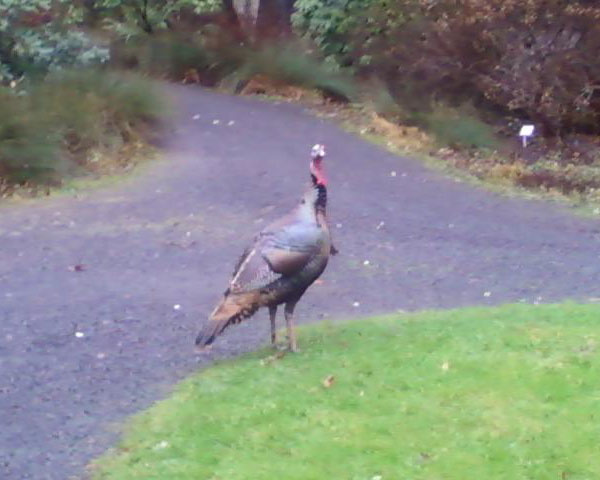 Between stimulus and response there is a space. In that space is our power to choose our response. In our response lies our growth and our freedom. - Viktor Frankl