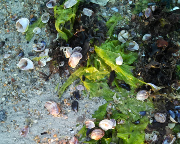 The greatest revolution of our generation is the discovery that human beings, by changing the inner attitudes of their minds, can change the outer aspects of their lives. - William James